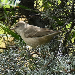 Barred Warbler